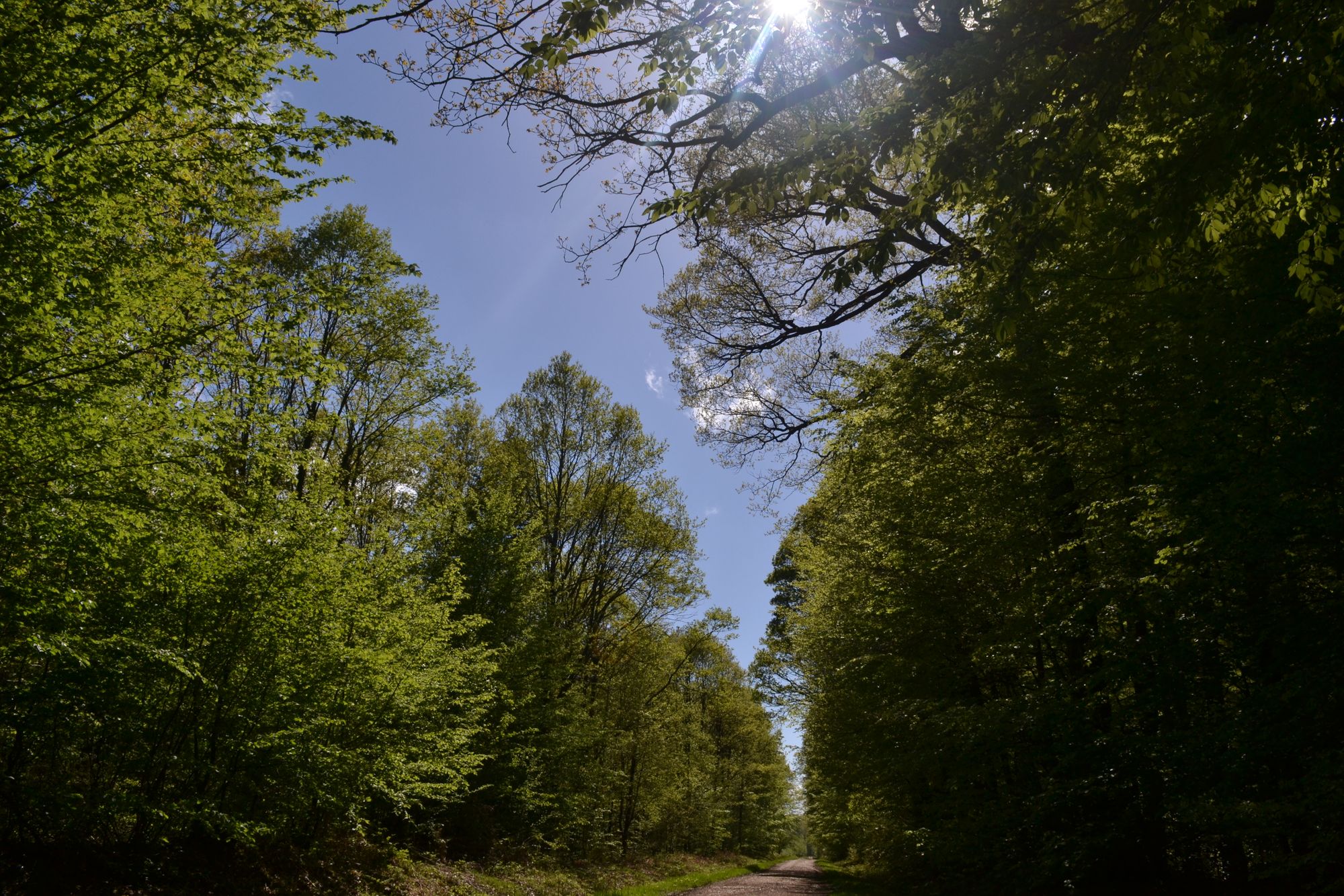 Forêt domaniale de Senonches dans le Perche