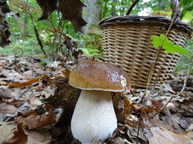 Visuel d'une cueillette de champignons en forêt domaniale de Senonches dans le Perche
