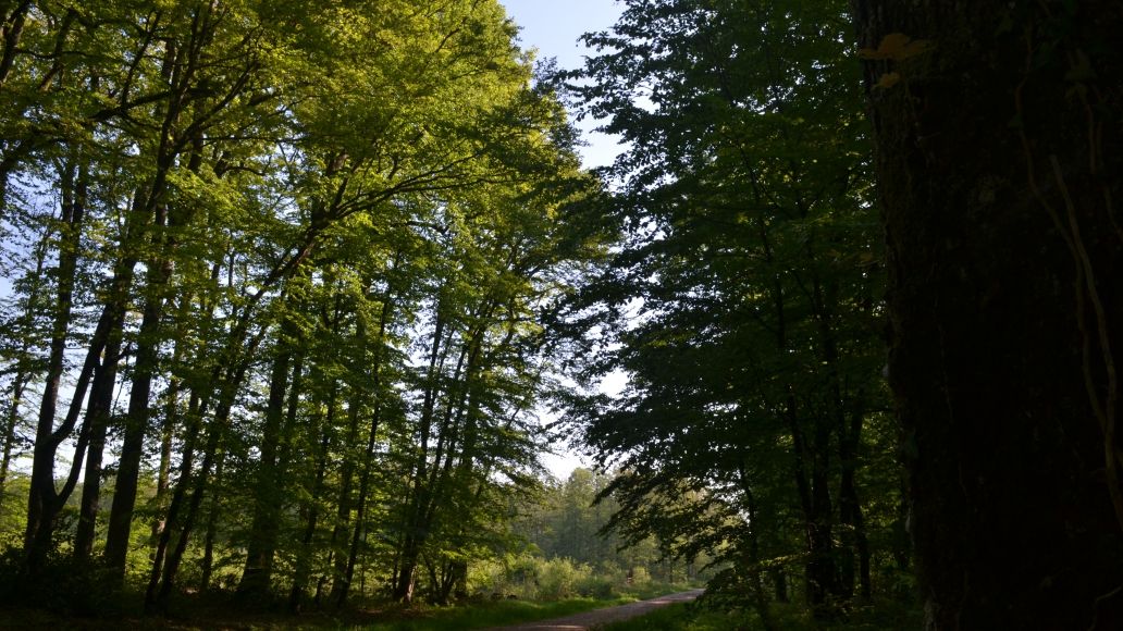 Vue sur un chemin de randonnée en forêt domaniale de Senonches dans le Perche