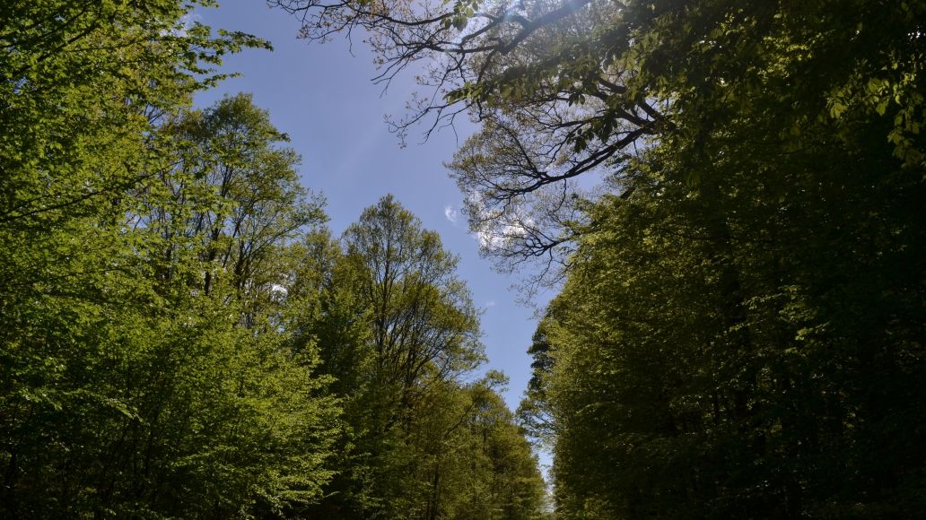 Forêt domaniale de Senonches