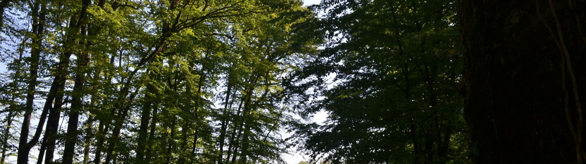 Circuit de randonnée dans les Forêts du Perche