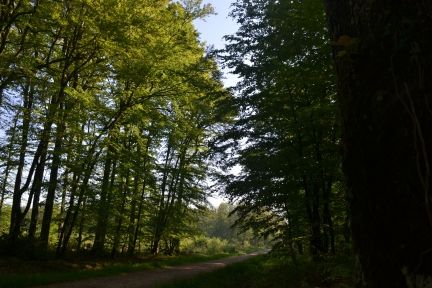 Circuit de randonnée dans les Forêts du Perche