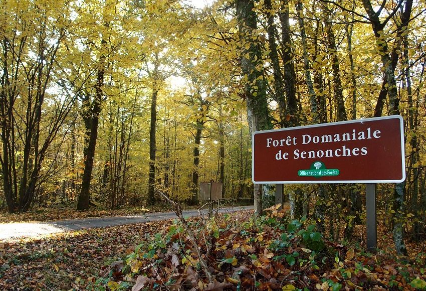 Forêt Domaniale de Senonches