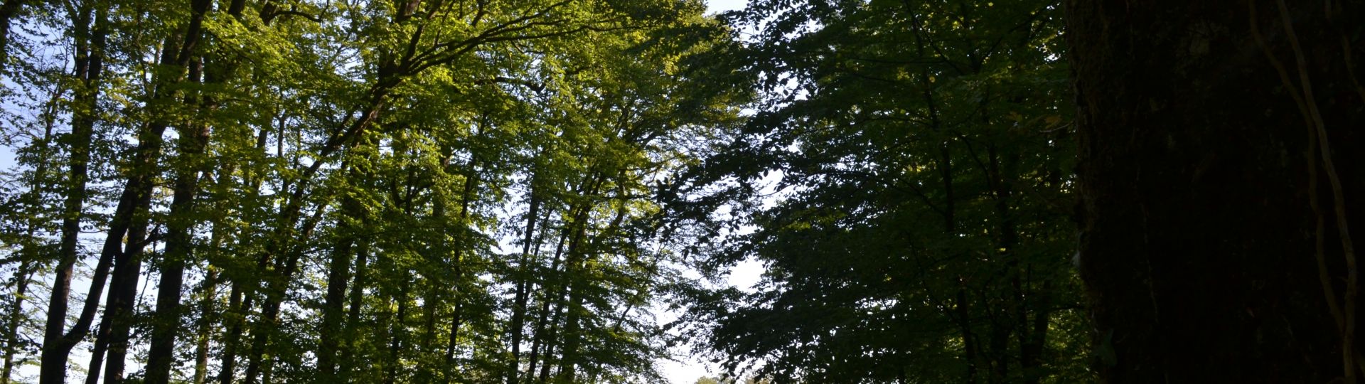 Chemins de randonnée en Forêts du Perche