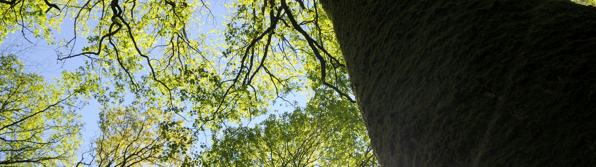 Forêt domaniale de Senonches dans le Perche