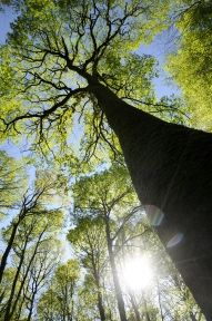 Forêt domaniale de Senonches dans le Perche
