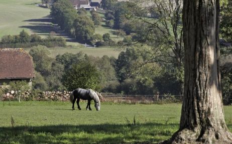 Le perche et son symbôle, le cheval percheron