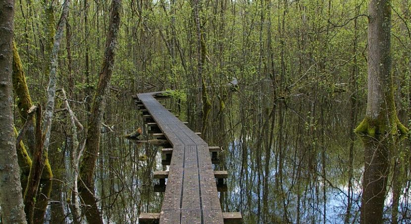 Vue sur la forêt humide de Mousseuses à La Ferté-Vidame dans le Perche