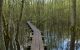 Vue sur la forêt humide de Mousseuses à La Ferté-Vidame dans le Perche