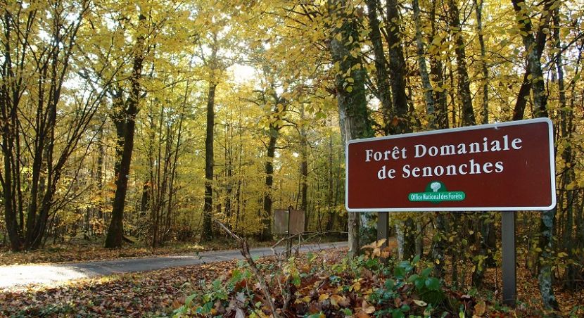 Forêt domaniale de Senonches dans le Perche